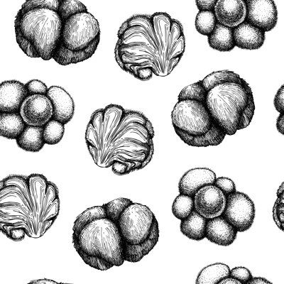 Lion’s Mane backdrop. Adaptogenic mushroom hand-sketched illustration. Medicinal plant background. Natural adaptogen seamless pattern in vintage style.
